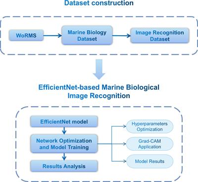 EchoAI: A deep-learning based model for classification of echinoderms in global oceans